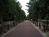 Avenue des Sapins